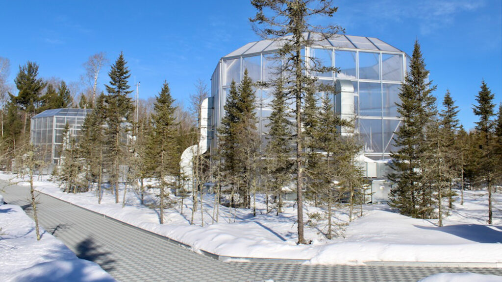 Two glass enclosures among a forest of spruce trees in the snow