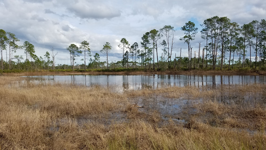 Photo of a wetland