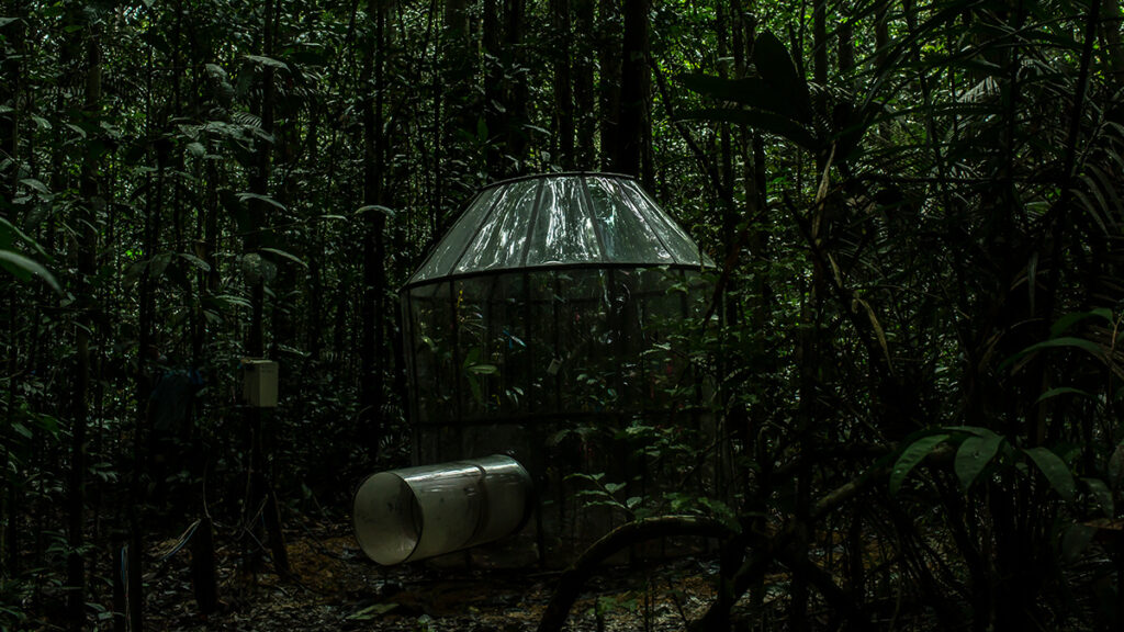 An open-top chamber in the Amazon forest