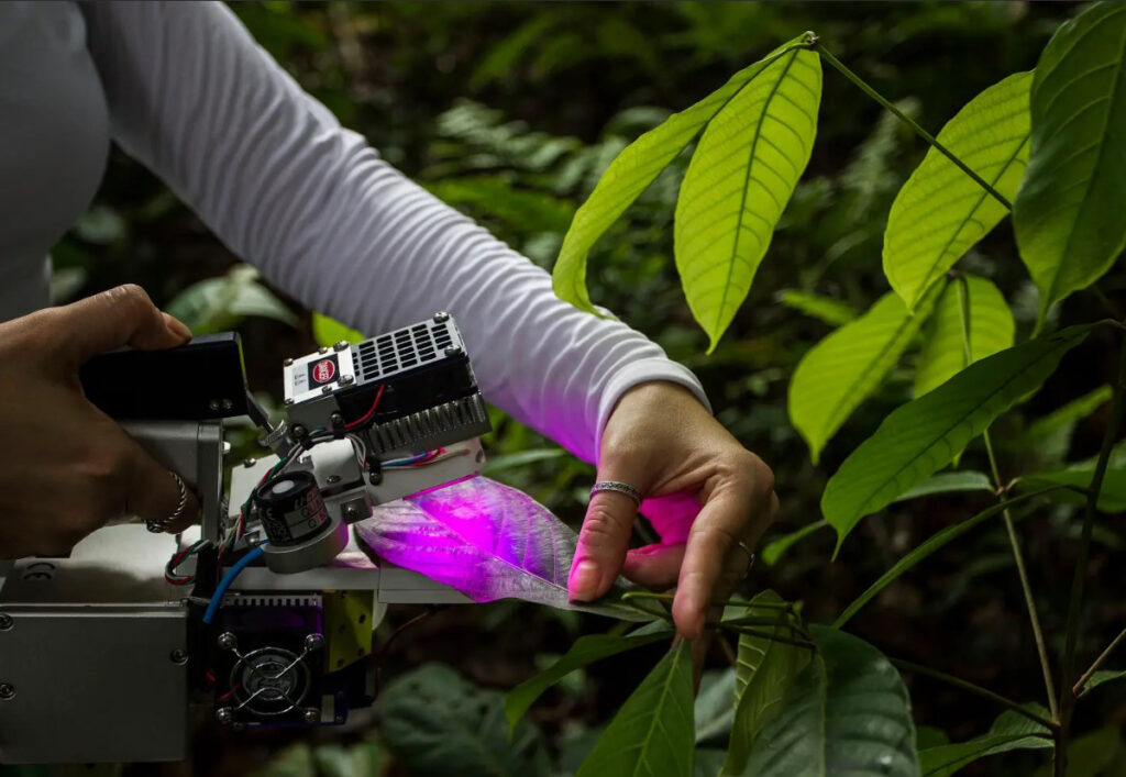 Researcher measures photosynthetic rates on a leaf