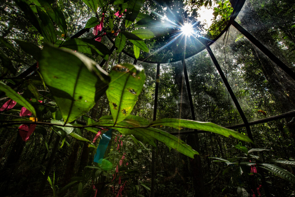A view upward at the forest canopy and sunlight from beneath understory leaves, within a transparent chamber