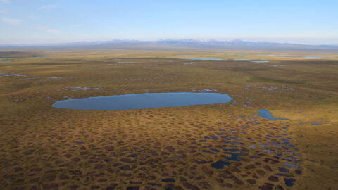 Permafrost as seen from above. The landscape is patchy and the color of dead grass, with a few areas of standing water. The sky in the distance is pale blue.