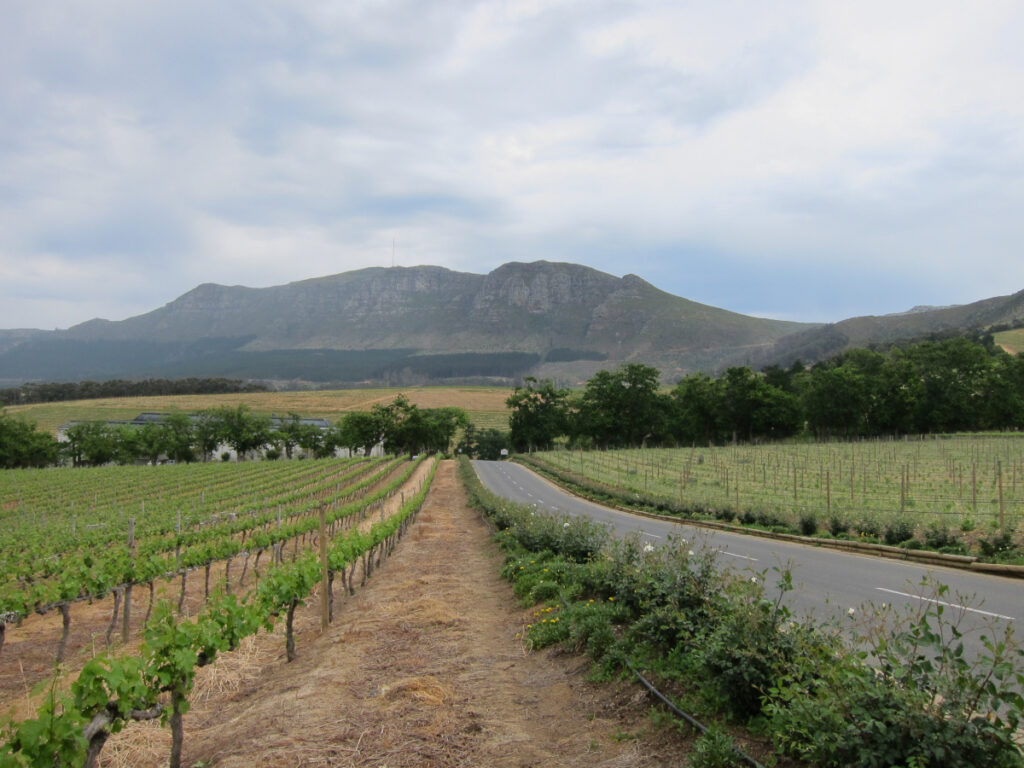 Rows of grapevines next to a road with mountains in the background.