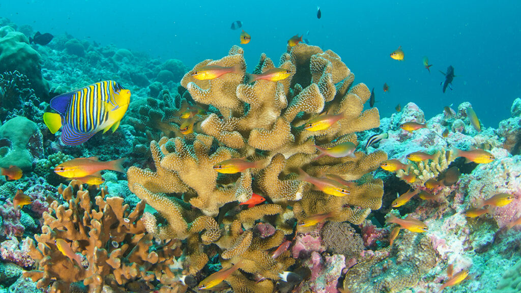 Tan-colored coral is surrounded by blue water and red, yellow, and blue fish.