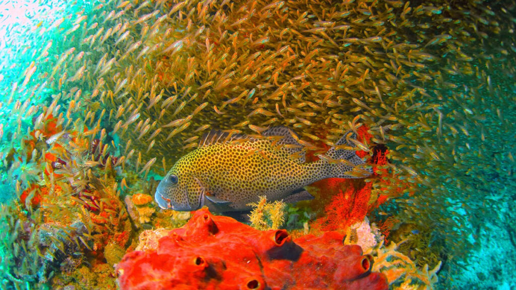 A coral reef with a shoal of fish swimming