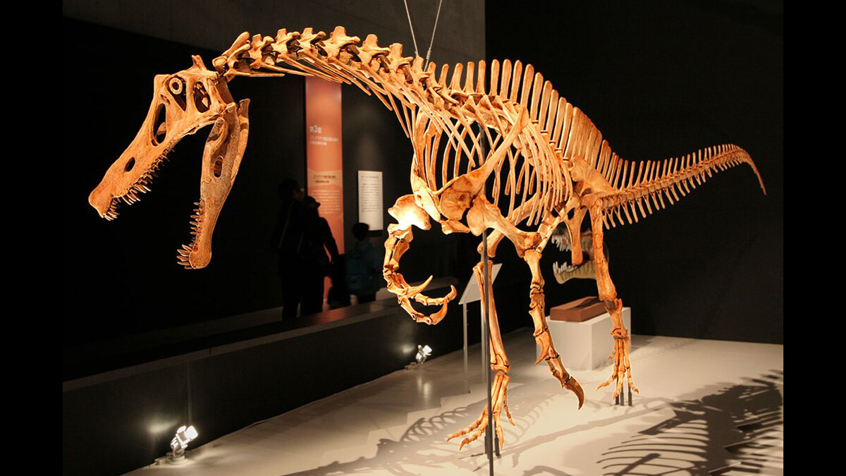 Um modelo de fóssil de dinossauro completo pendurado por cabos
