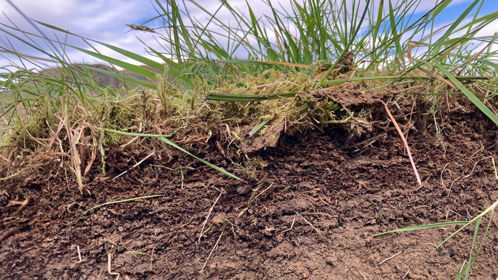Close up cross-sectional view of a soil profile right below grass on the ground surface