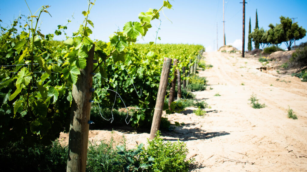 Rows of grapevines next to a dry dirt road.