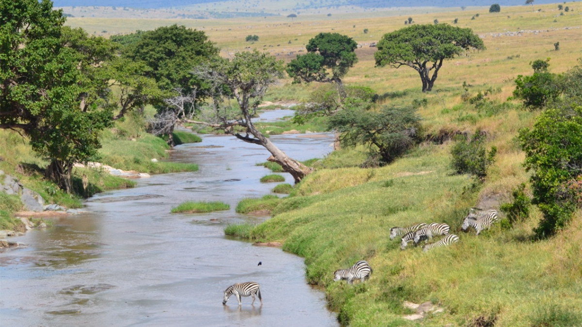 An overhead shot of a group of zebras approaching a waterhole surrounded by greenery.