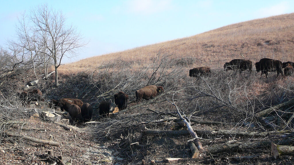 Bison roam in a grassland with dead and living trees.