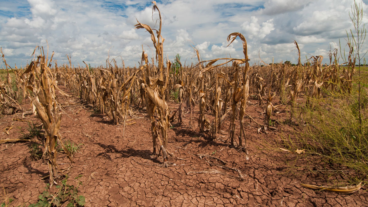 A dried-out cornfield