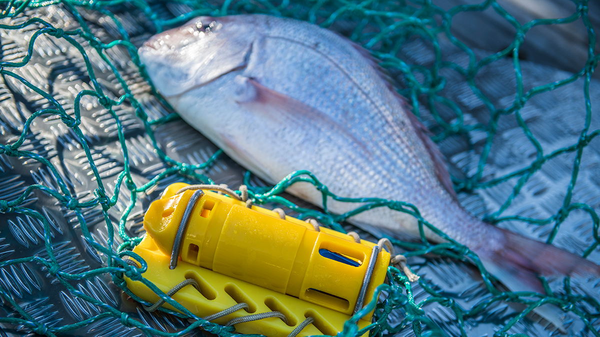 Close up view of a cylindrical yellow ocean temperature sensor affixed to a green fishing net sitting on a metal surface, with a fish lying flat beside the sensor