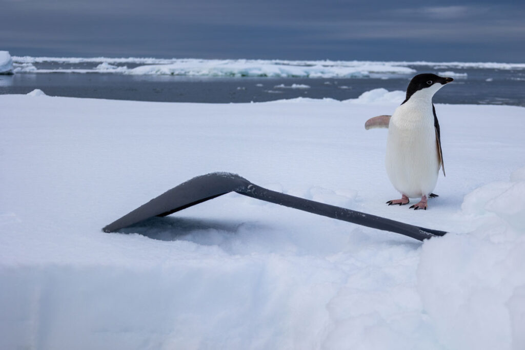 A penguin shows particular interest in a small shovel.