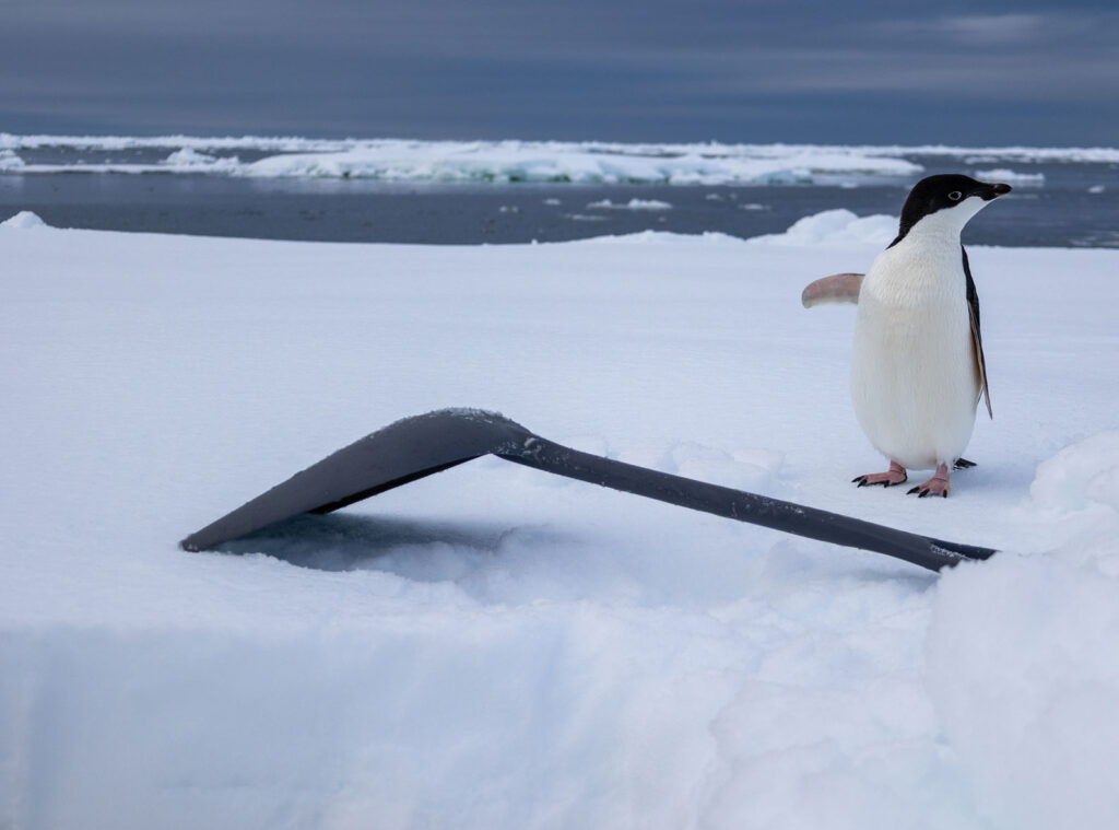 A penguin shows particular interest in a small shovel.
