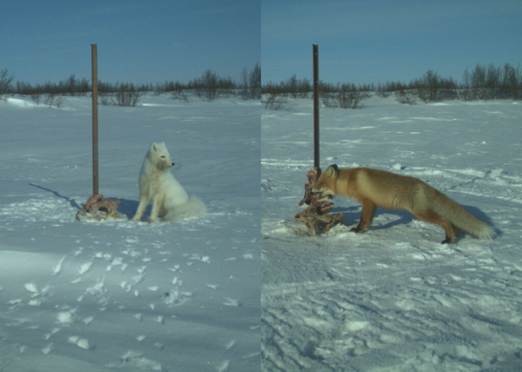 Two images of a wooden pole with food on it in the snow. In the left image, an Arctic fox approaches the food. In the right image, a red fox is eating the food.