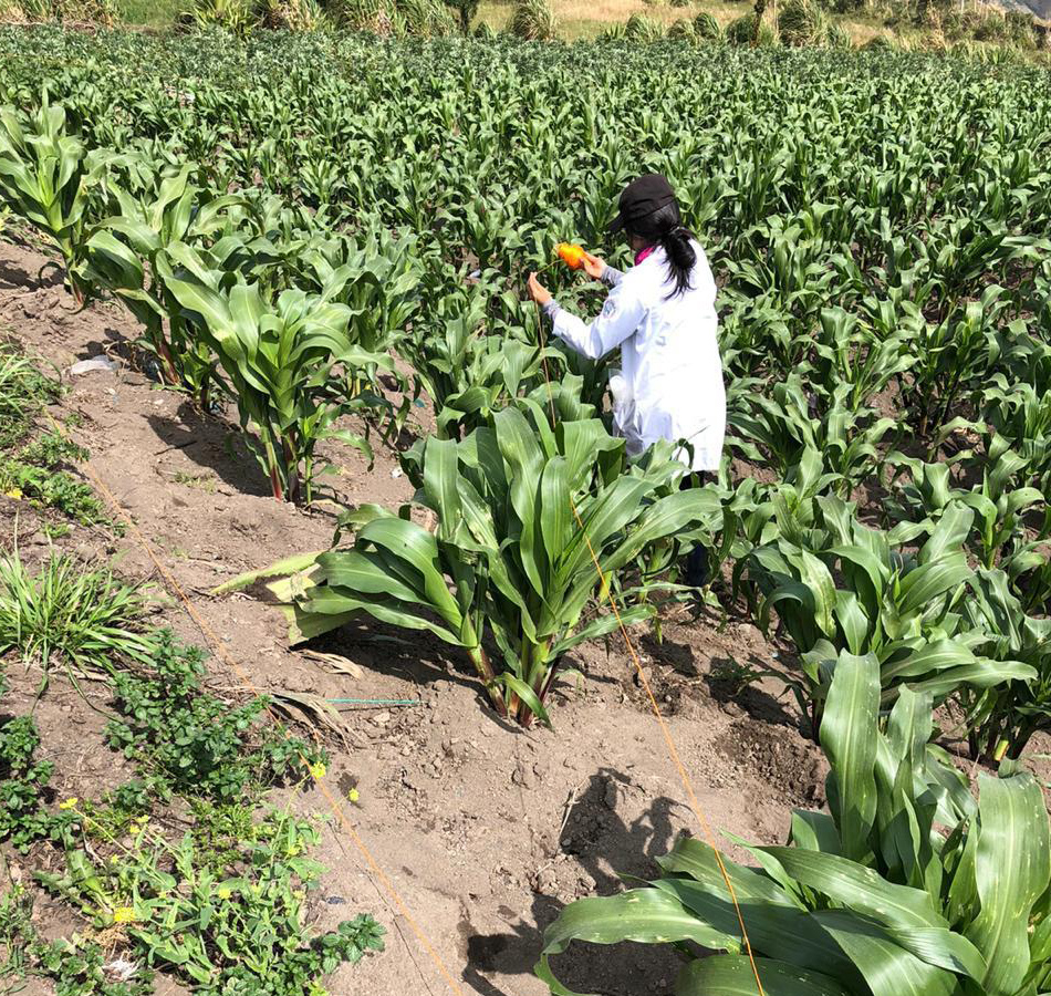 Una persona agachada en un campo cultivado.