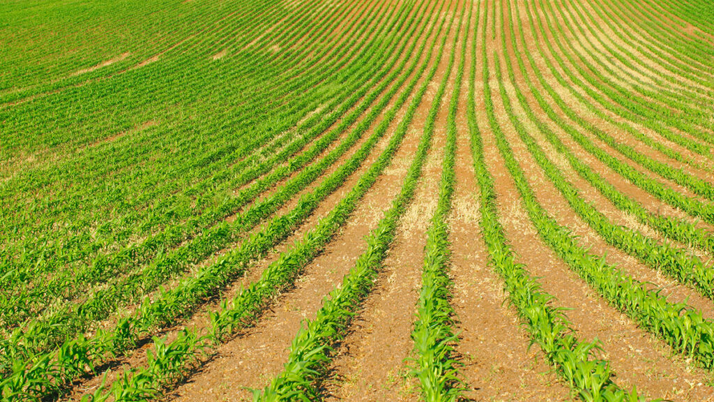 Rows of corn in an agricultural field stretch into the distance.