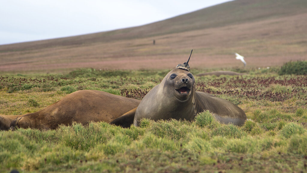 A seal with an antenna strapped to its head sits in a patch of grass and beams at the camera.