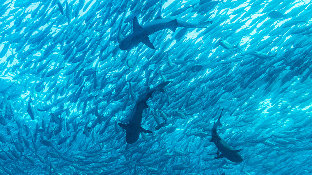 Viewed from below, three sharks swim beneath a dense school of smaller fish in the ocean, all in shades of blue.