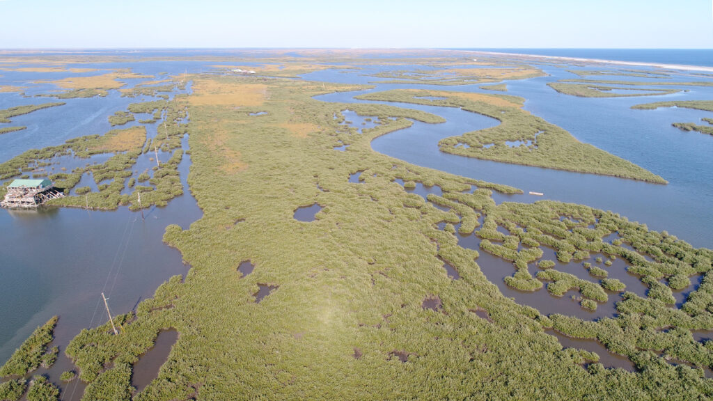 An aerial photo shows the green tops of mangroves growing in water. A small building on stilts and a set of power lines are also visible.