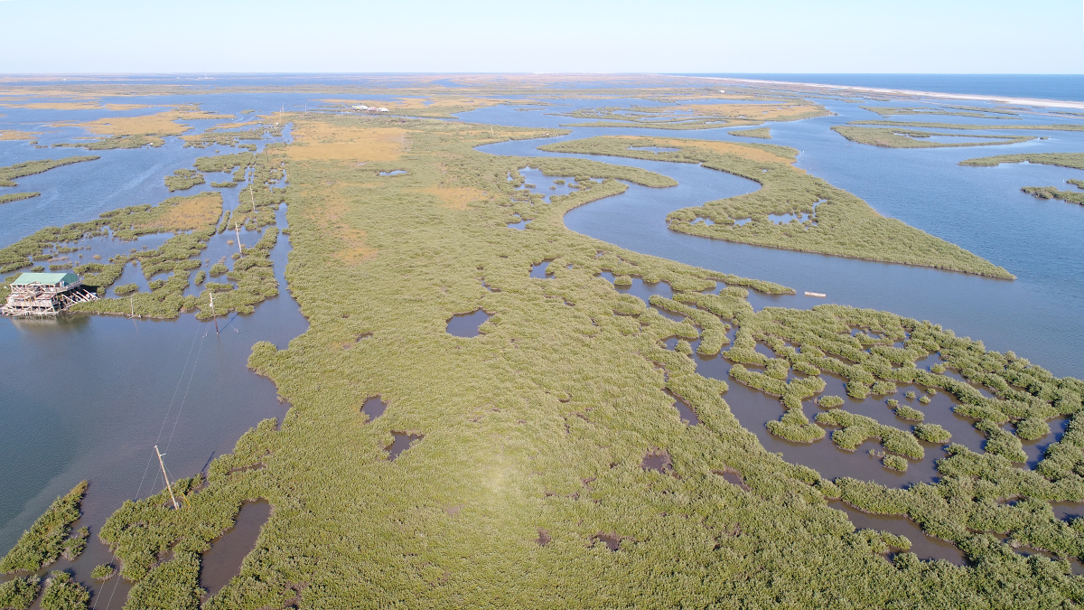 An aerial photo shows the green tops of mangroves growing in water. A small building on stilts and a set of power lines are also visible.