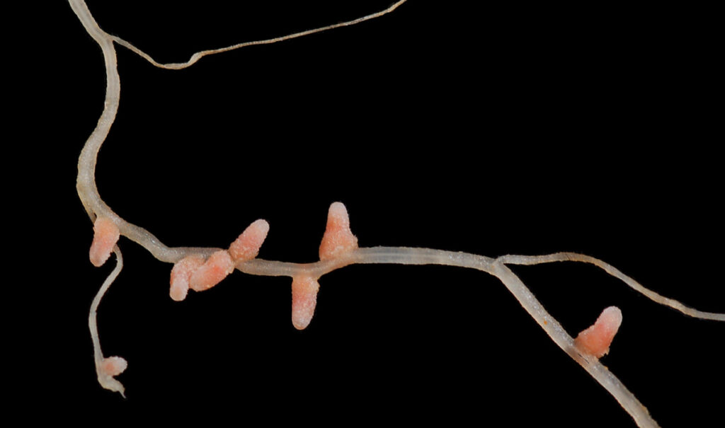 Close-up view of a plant root with several fingertip-shaped nodules growing on it