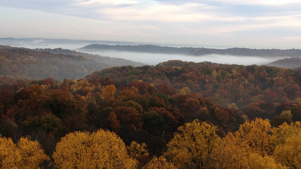 Photo of a forest's treetops during autumn.