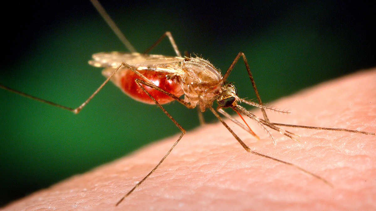 Picadura de mosquito