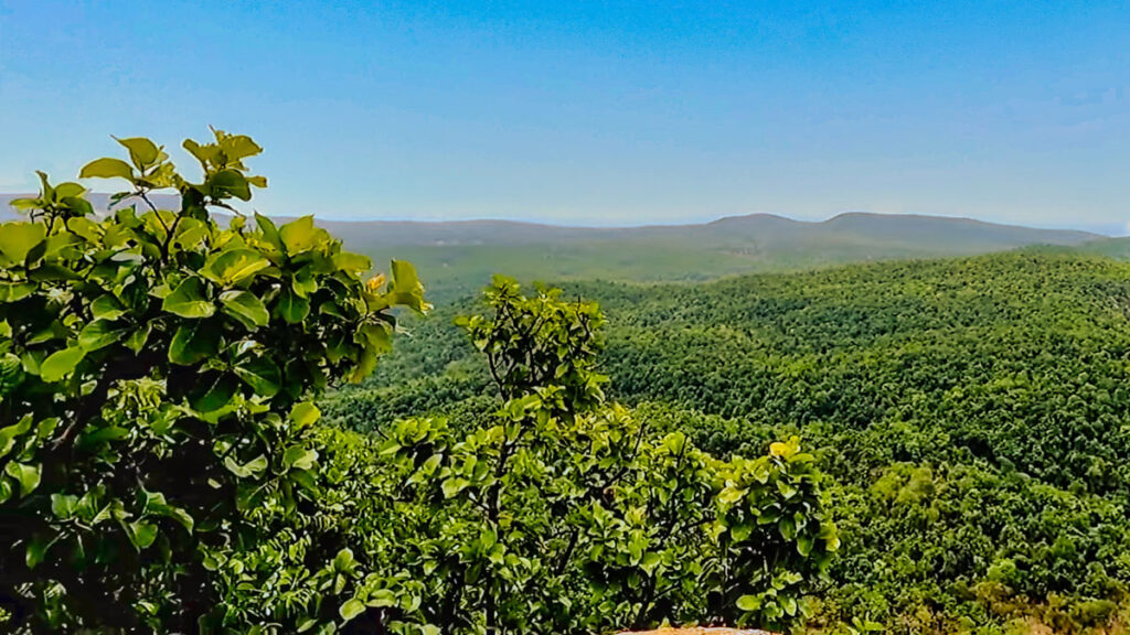 A vast forested landscape in Chhattisgarh, India.