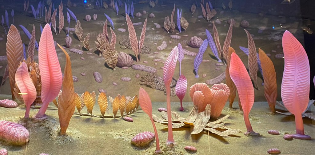 A view of a museum display reproducing frond-shaped life forms from the Ediacaran period.