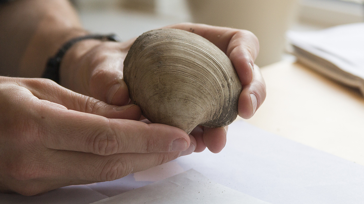 A pair of hands holds a fossilized clam over a flat surface..