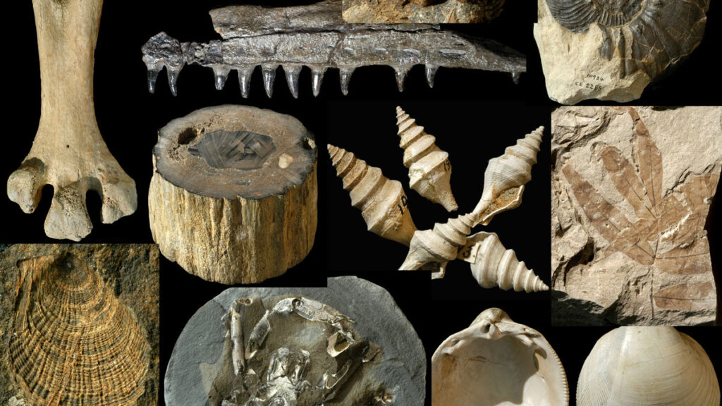 A montage of fossils.