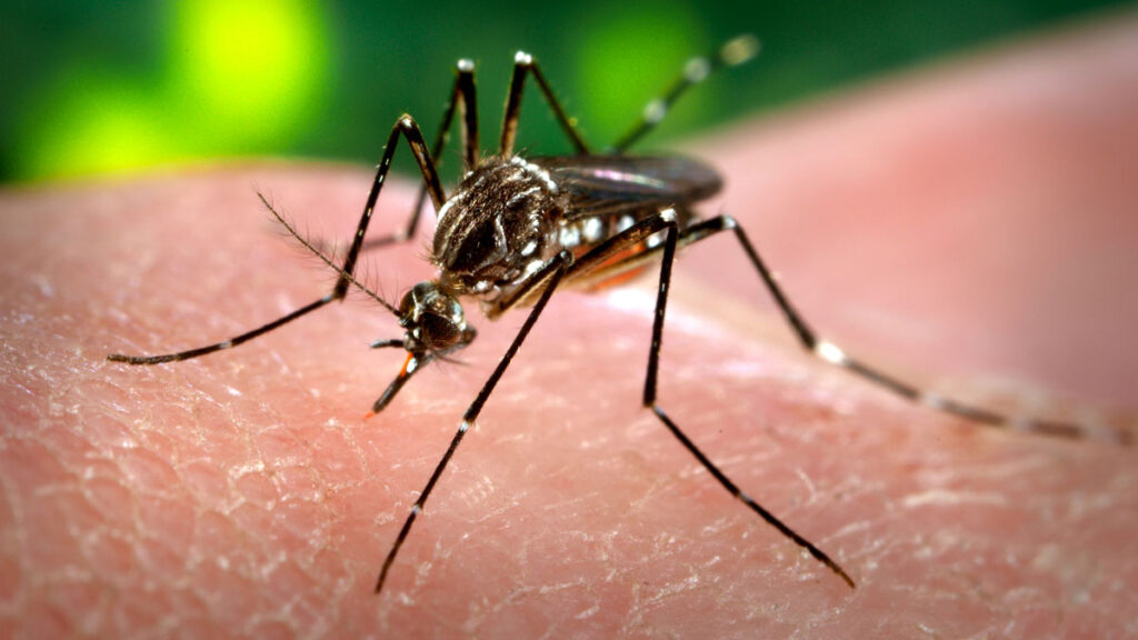 Close-up of a mosquito biting into a human.