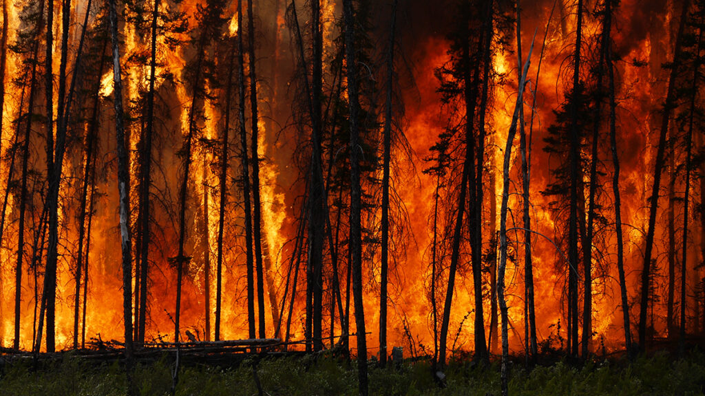 Photo of a conifer forest wildfire