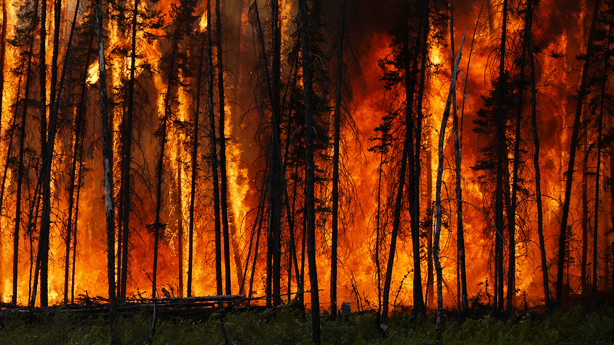 Photo of a conifer forest wildfire