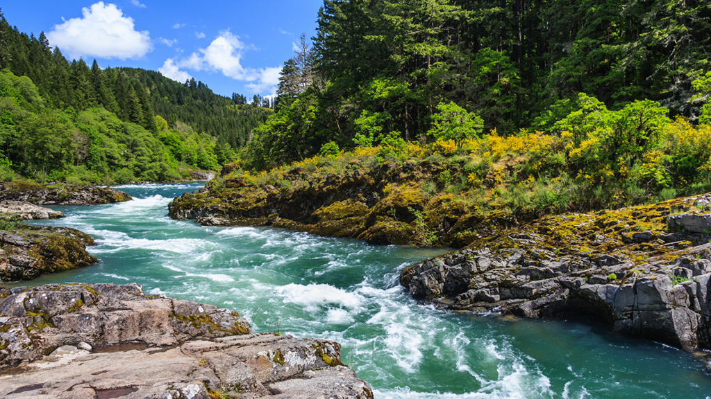 A river flowing through a forest.