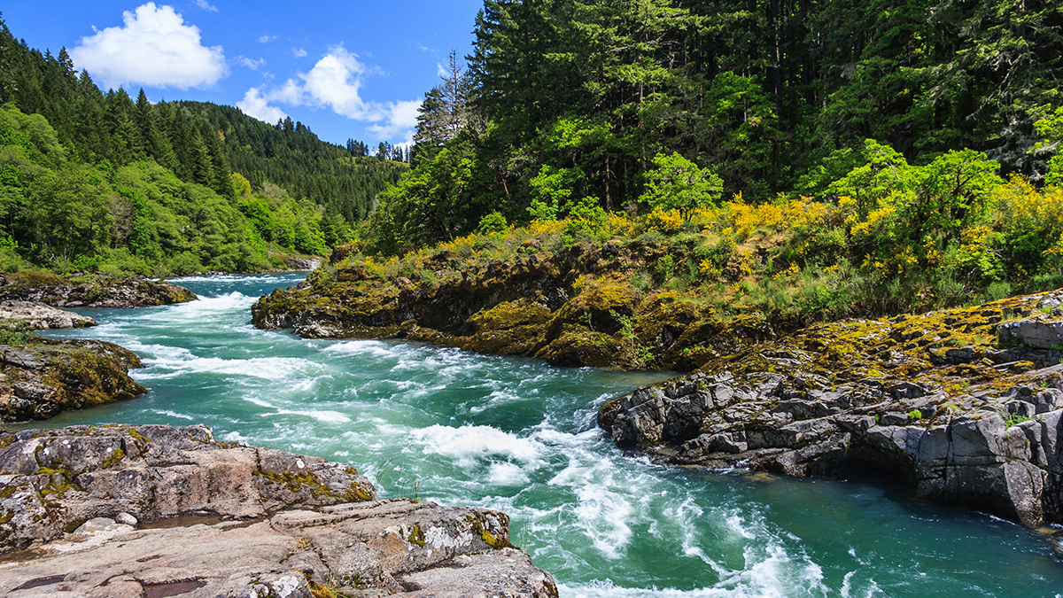 A river flowing through a forest.