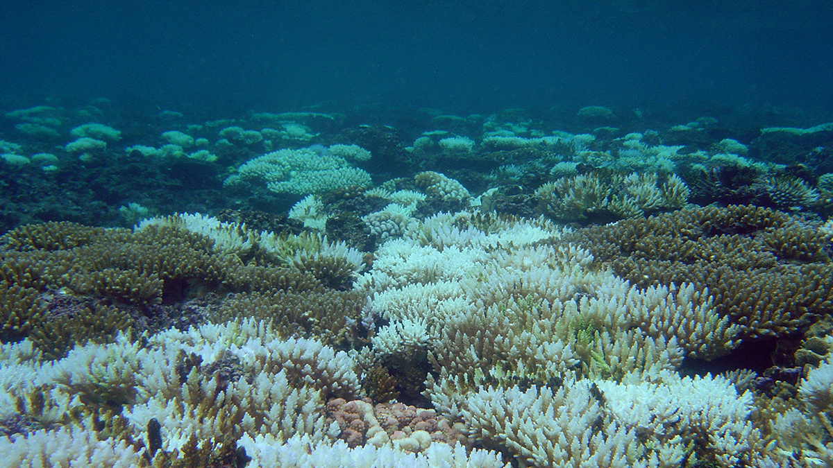 A coral reef spotted with bone-white patches where the corals have bleached