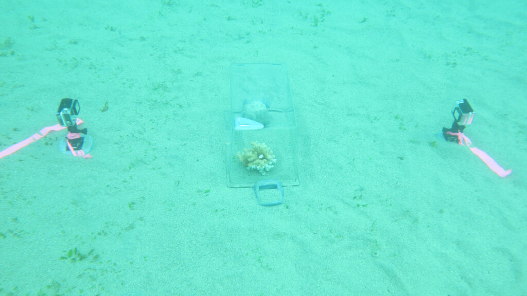 Two kinds of coral in a clear box on the seafloor. Two cameras are pointed at the coral.