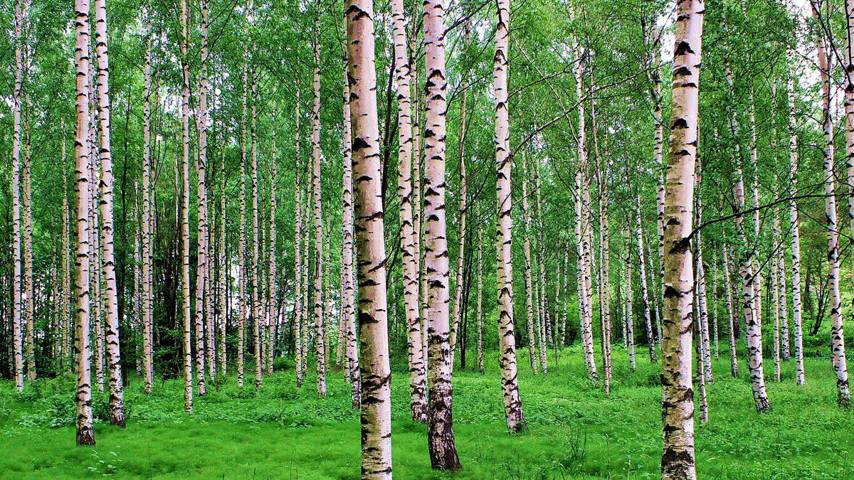 White birch trees growing out of a green forest floor. Many of the trees extend out of the frame of the photo.