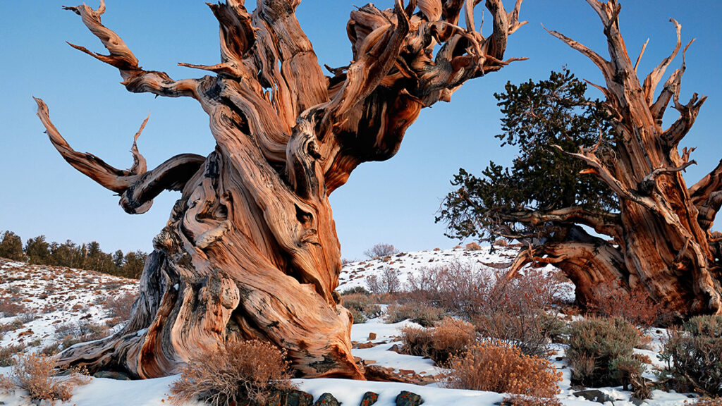 Two wide, brown, gnarled tree trunks with sparse, dark greenery grow against a blue sky from lightly snow- and rock-covered ground, with low, sparse surrounding shrublike vegetation and more dark-colored trees in the far distance along a ridgeline.
