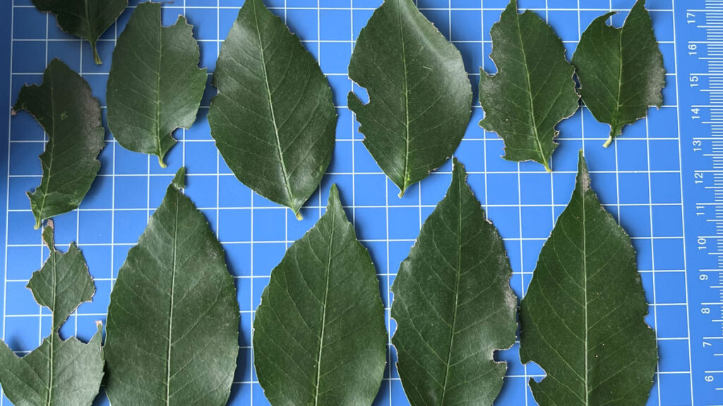 Rows of green ash tree leaves lie on a gridded table