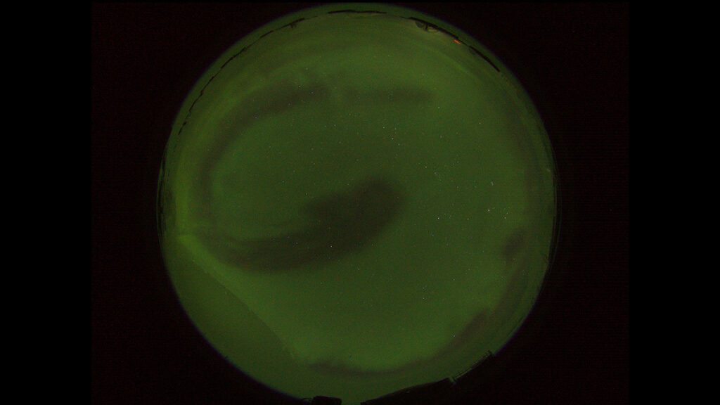 A 360° image of the night sky with a dark green hue