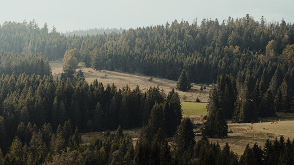 Der Schwarzwald erstreckt sich über eine hügelige Landschaft im Süden Deutschlands.
