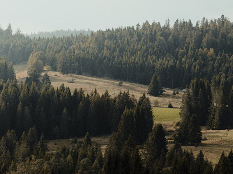 Wissenschaft verknüpft den Wald mit dem Internet der Dinge