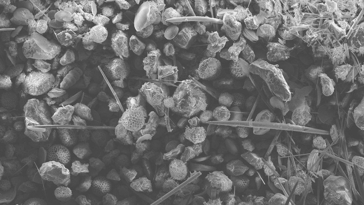 A microscopic image of remnants of silicifying organisms