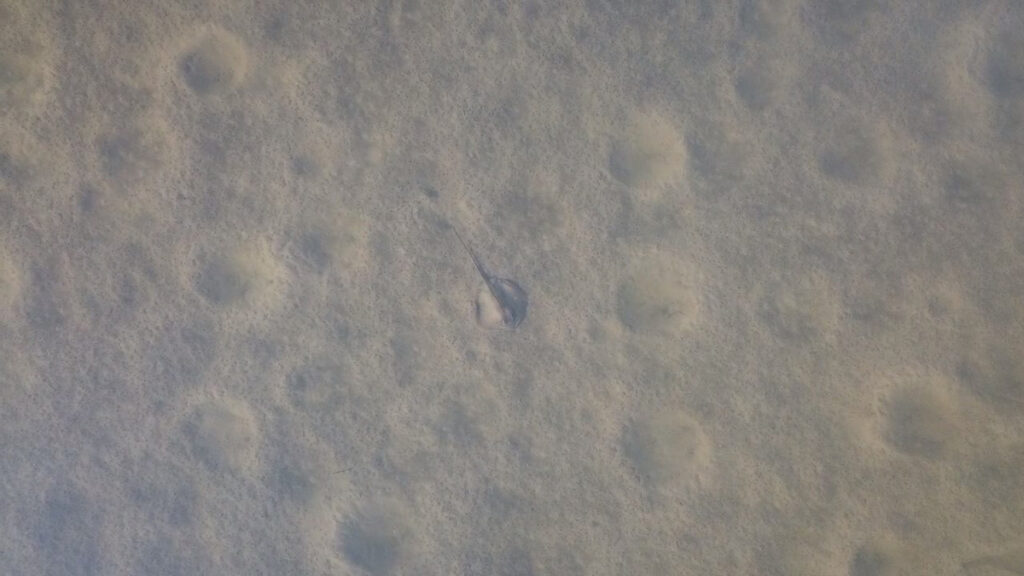 Aerial image of a small stingray in a wide area of open water