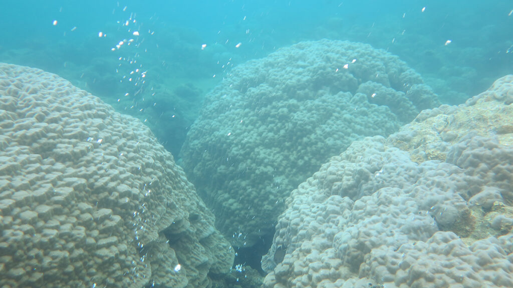 White bubbles in water next to corals