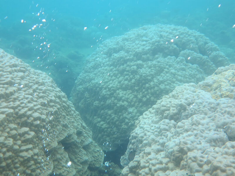 Corals Are Simplistic When Conditions Are Acidic