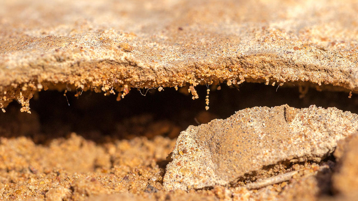 A closeup photo of a layer of biocrust, a thin layer separated from the soil underneath by about an inch